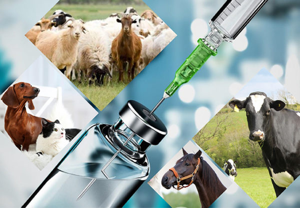 Veterinaire geneesmiddelen verbeteren met hydroxypropyl betadex